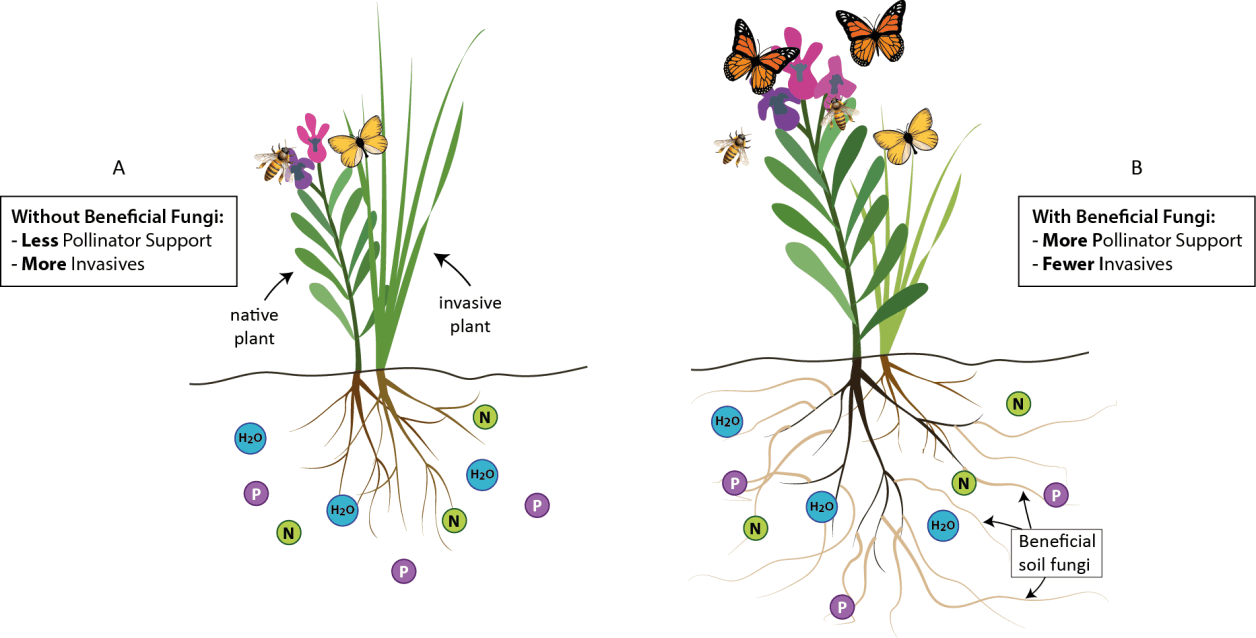 AMF for pollinators