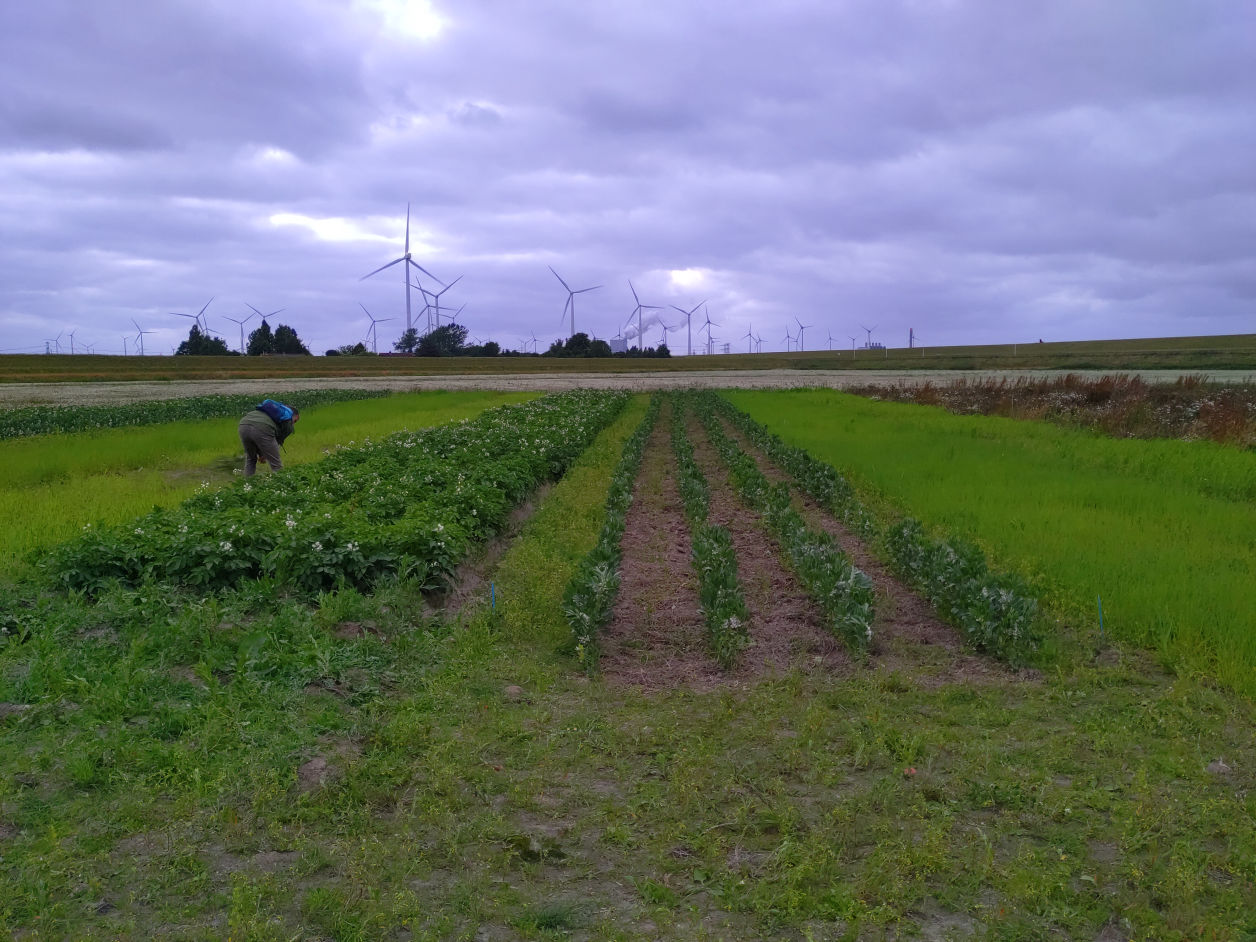 potatoes and fieldbeans at the Dubbele Dijk