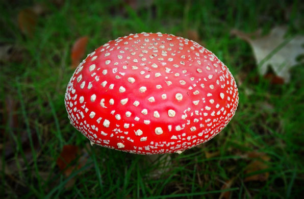 mushroom